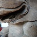 〈一対〉木鼻 獅子阿吽像【Chinese lion Kibana, temple and shrine exterior】 [k0419]